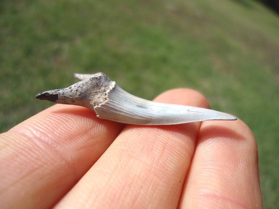 Large image 1 Rare Cretaceous Goblin Shark Tooth