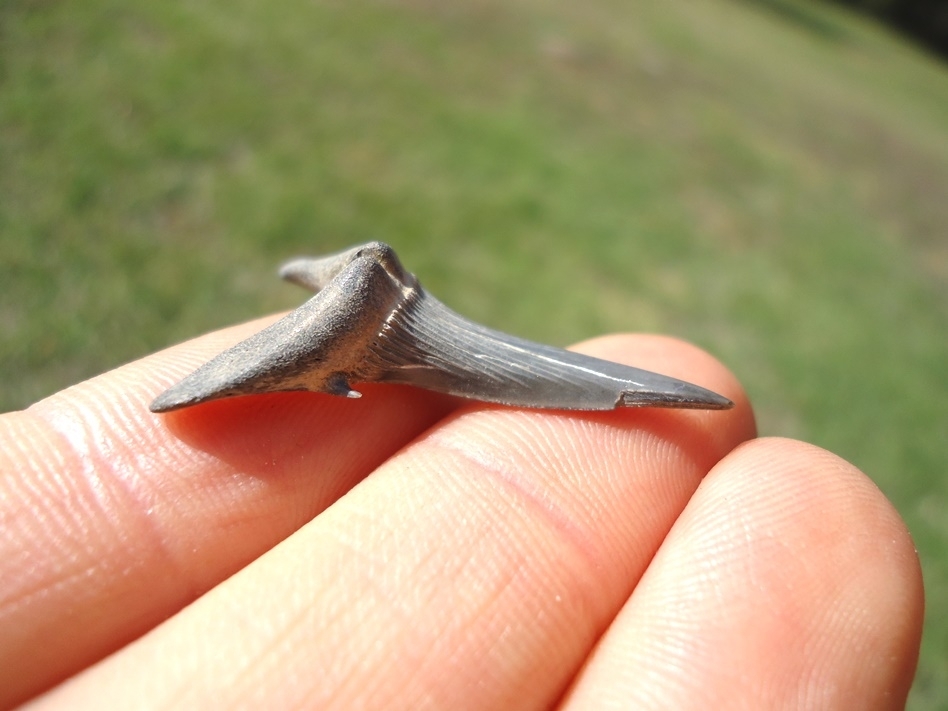 Large image 1 Rare Cretaceous Goblin Shark Tooth