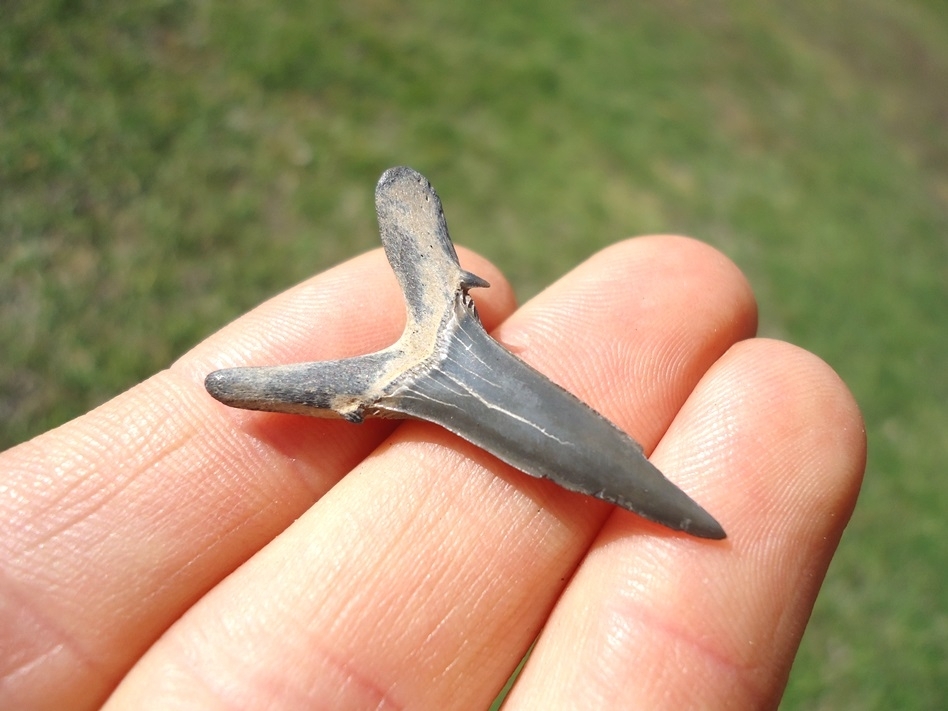 Large image 2 Rare Cretaceous Goblin Shark Tooth