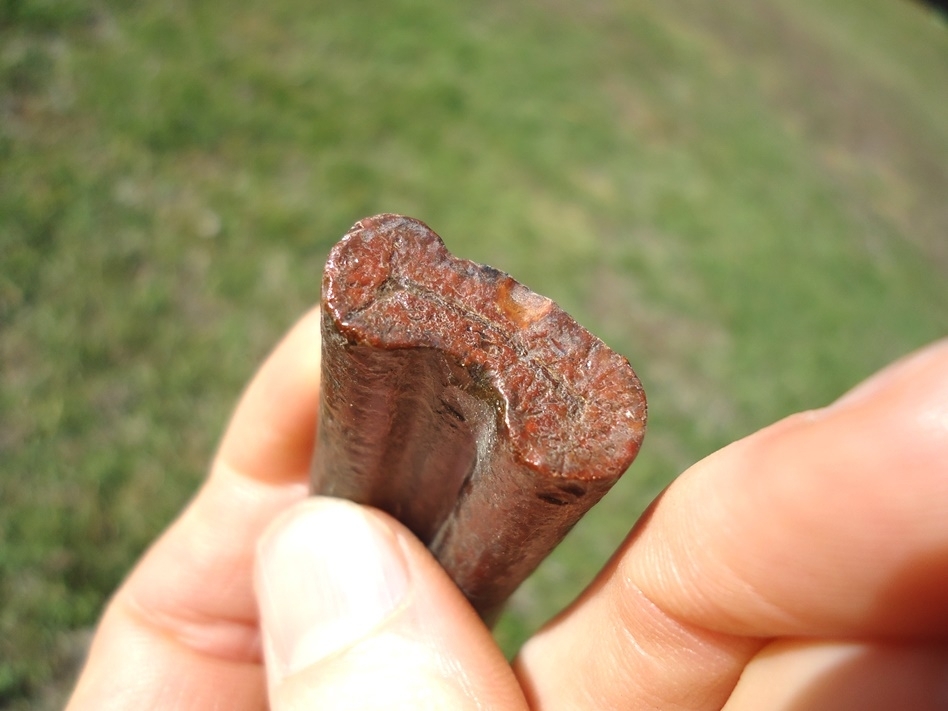 Large image 2 Rare Giant Armadillo Tooth