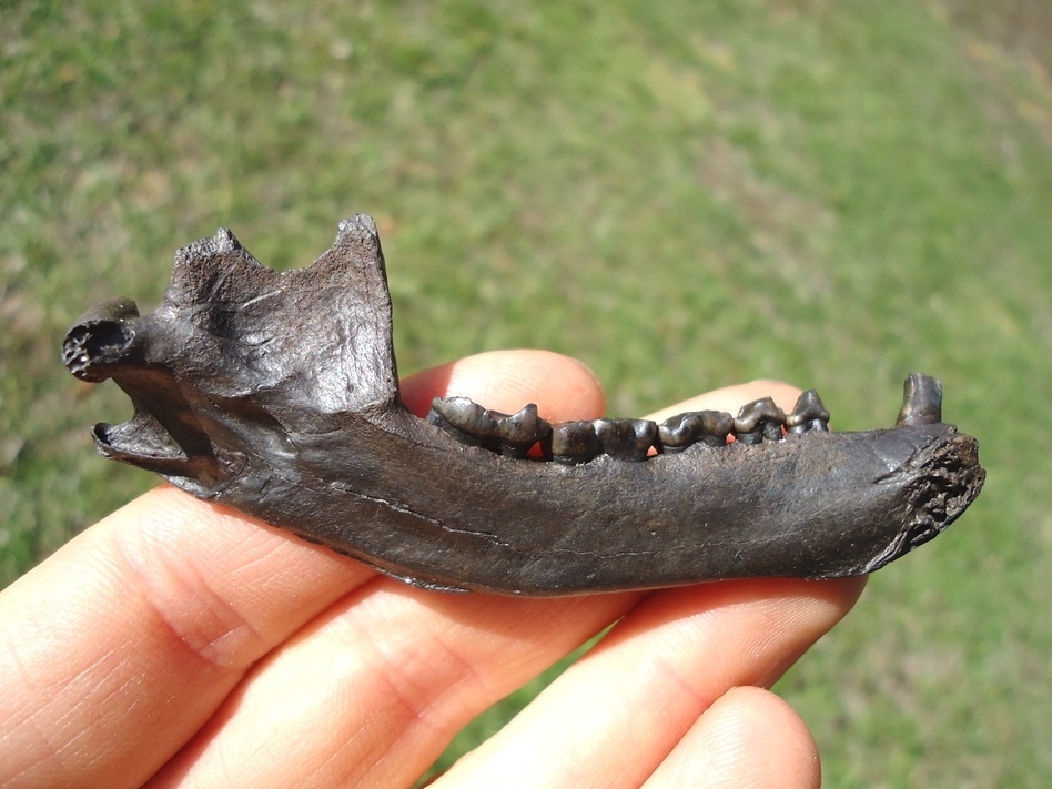 Large image 1 Exceptional Raccoon Mandible with Seven Teeth