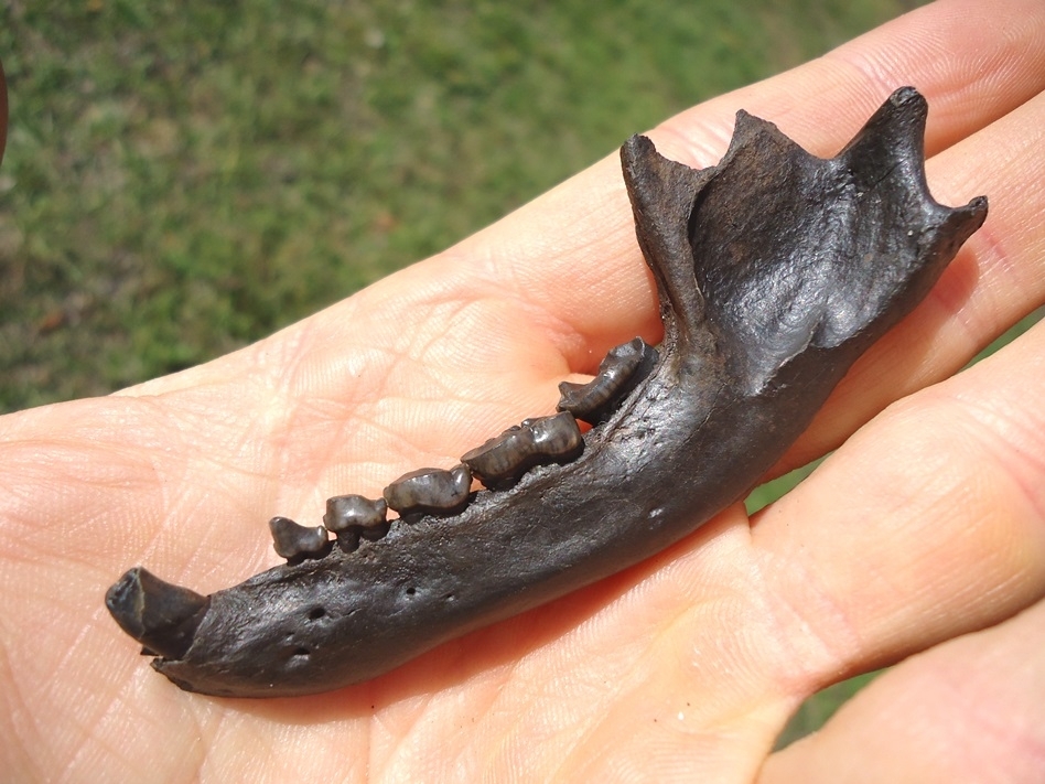 Large image 3 Exceptional Raccoon Mandible with Seven Teeth