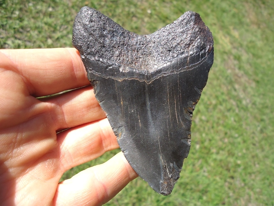 Large image 1 Attractive Bargain Megalodon Shark Tooth