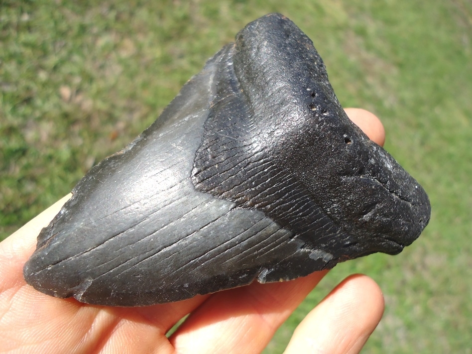 Large image 2 Attractive Bargain Megalodon Shark Tooth