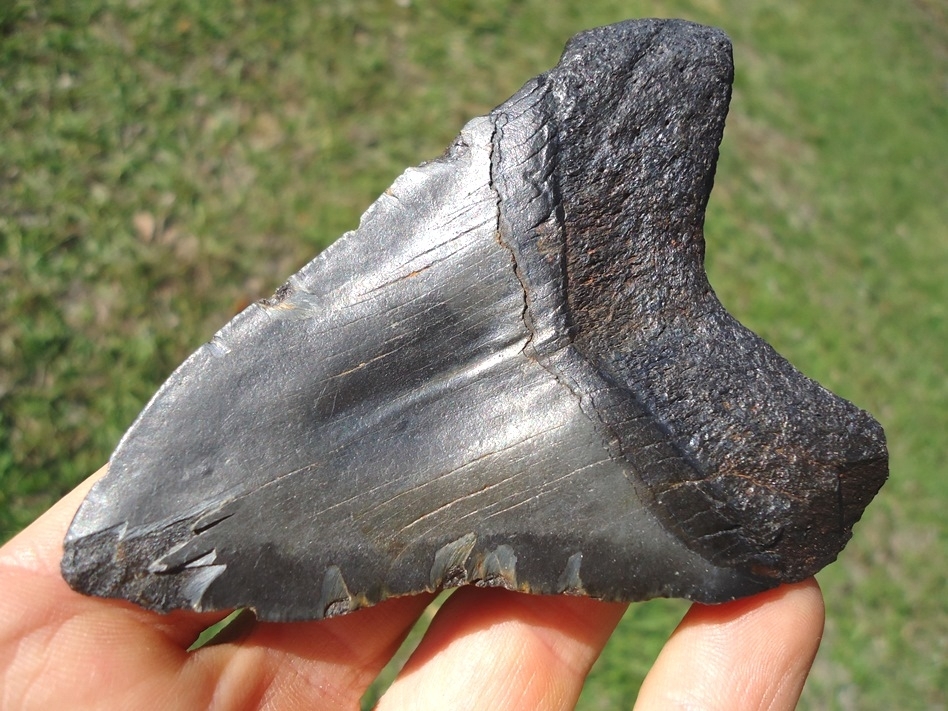 Large image 3 Attractive Bargain Megalodon Shark Tooth