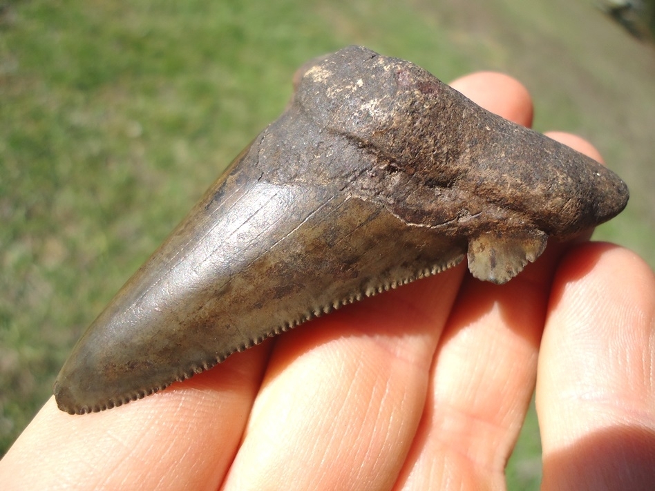 Large image 2 Excellent Auriculatus Shark Tooth