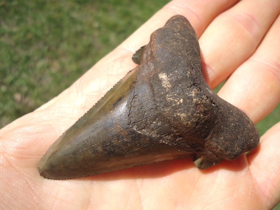 Large image 4 Excellent Auriculatus Shark Tooth