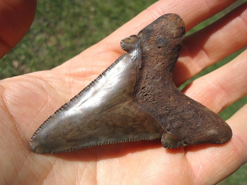 Large image 5 Excellent Auriculatus Shark Tooth