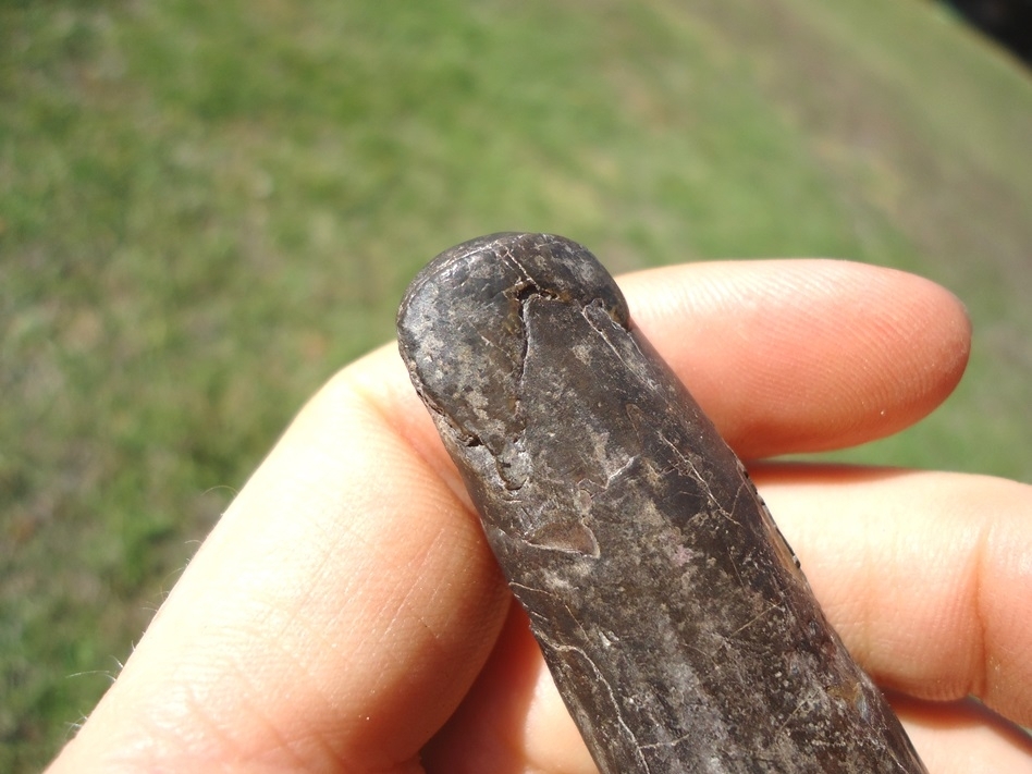 Large image 4 Nice Juvenile Mastodon Lower Tusk