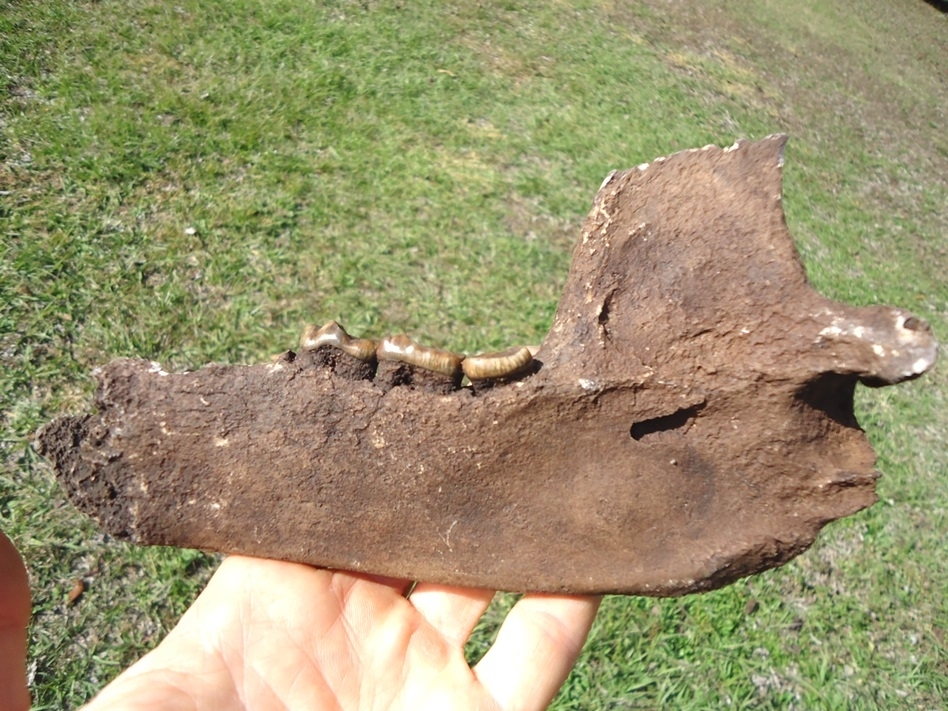 Large image 1 Exceptional Spectacled Bear Mandible with Three Colorful Teeth