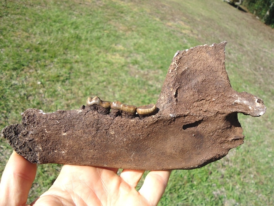Large image 2 Exceptional Spectacled Bear Mandible with Three Colorful Teeth