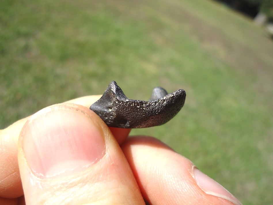 Large image 1 Glossy Black Musk Turtle Mandible