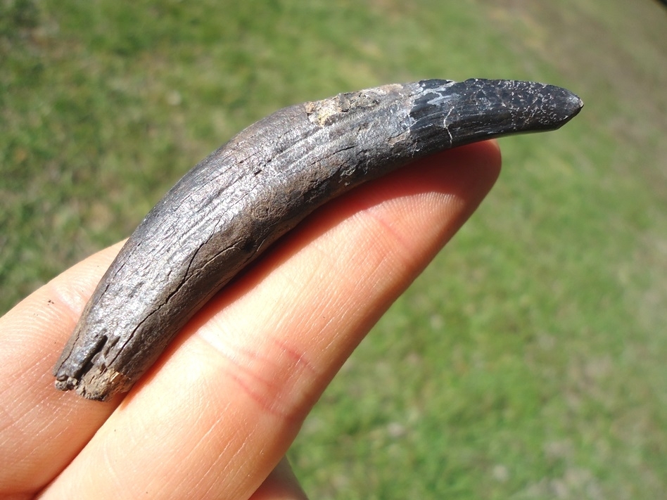 Large image 1 Uncommon Complete Peccary Canine