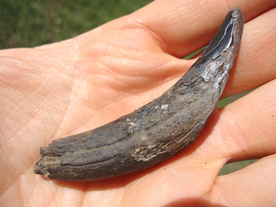 Large image 3 Uncommon Complete Peccary Canine