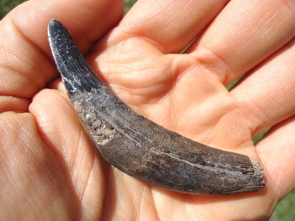 Large image 4 Uncommon Complete Peccary Canine