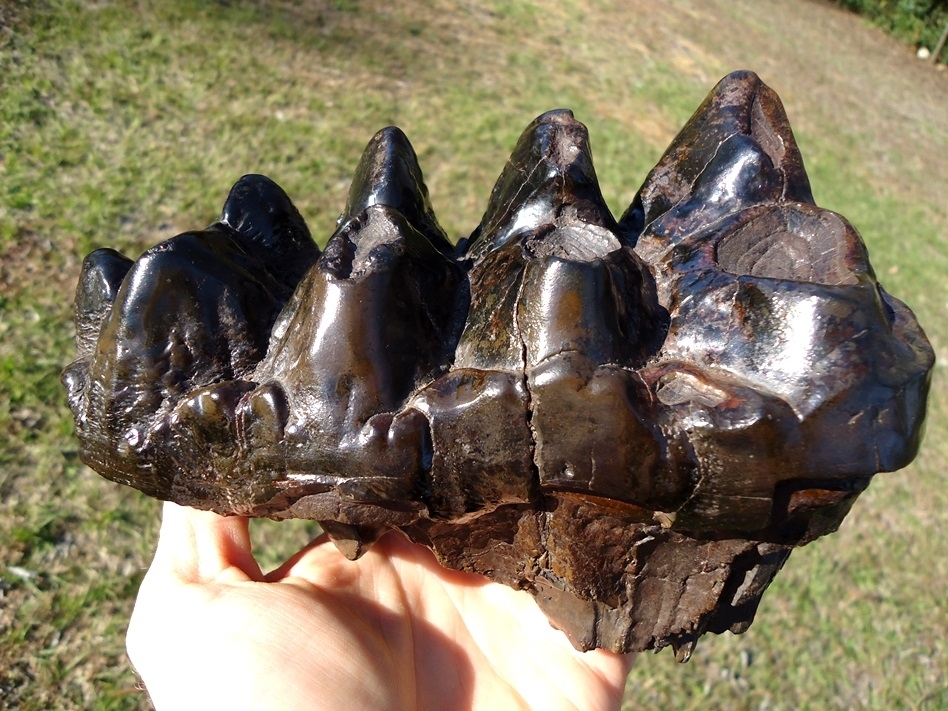 Large image 1 World Class Glossy Black Suwannee River Mastodon Tooth