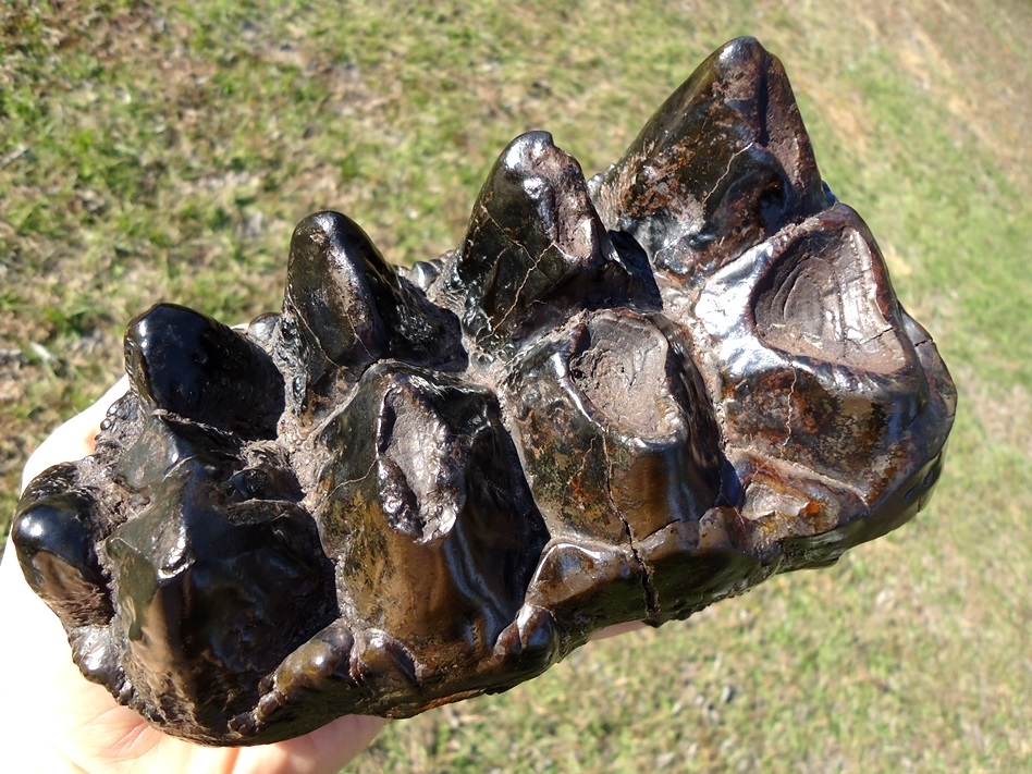 Large image 2 World Class Glossy Black Suwannee River Mastodon Tooth