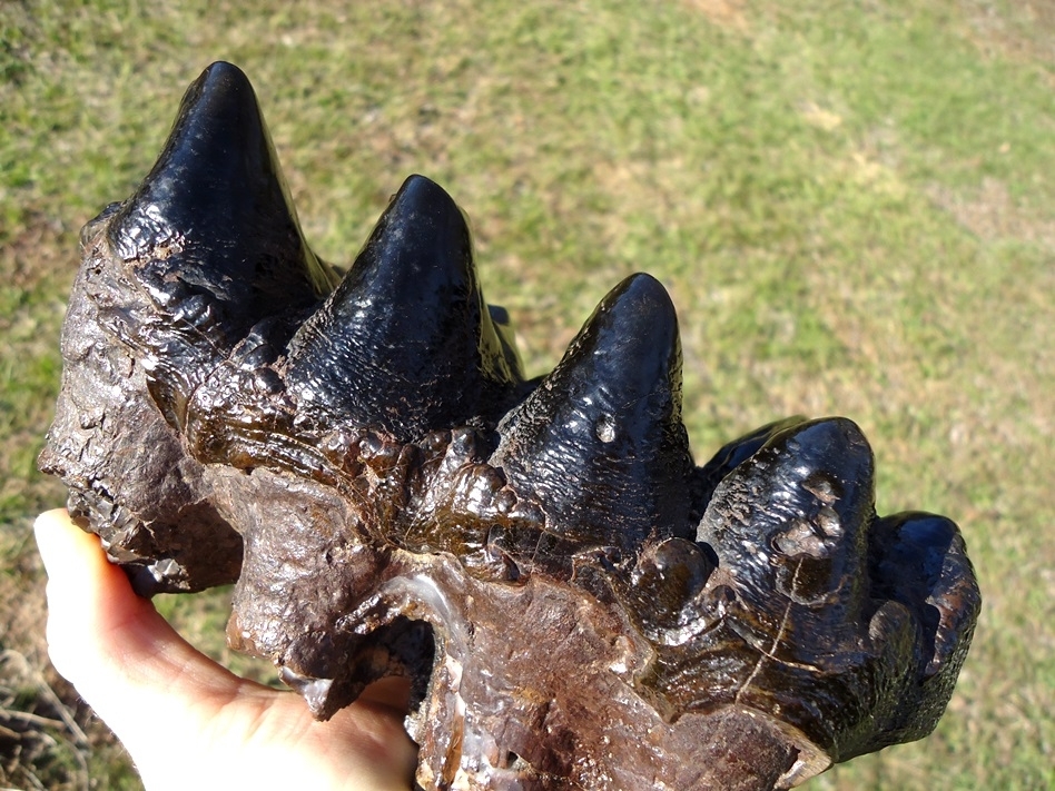 Large image 3 World Class Glossy Black Suwannee River Mastodon Tooth