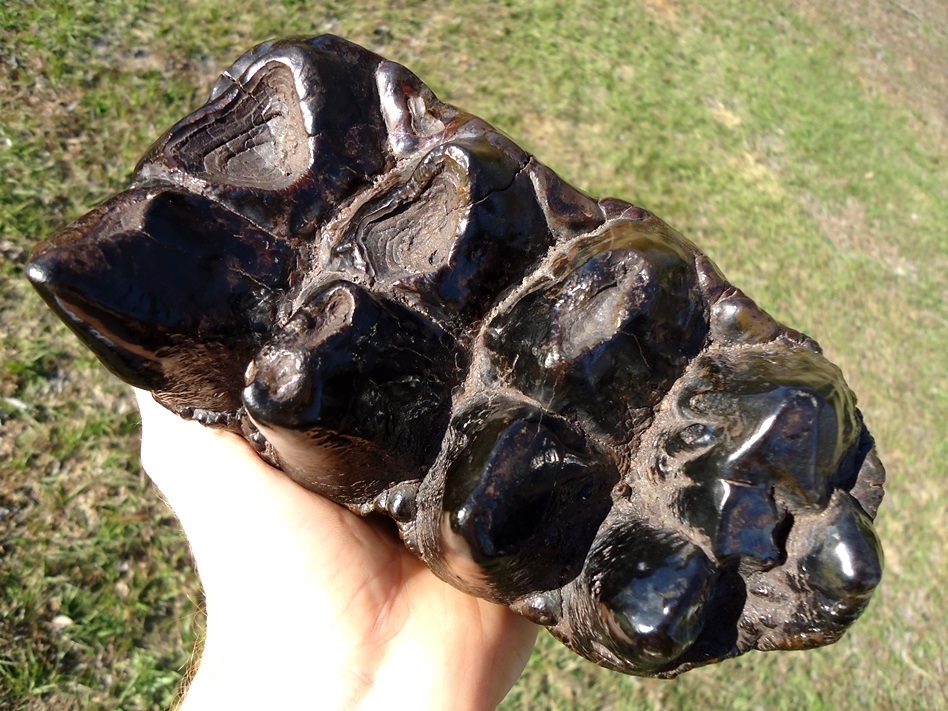 Large image 4 World Class Glossy Black Suwannee River Mastodon Tooth