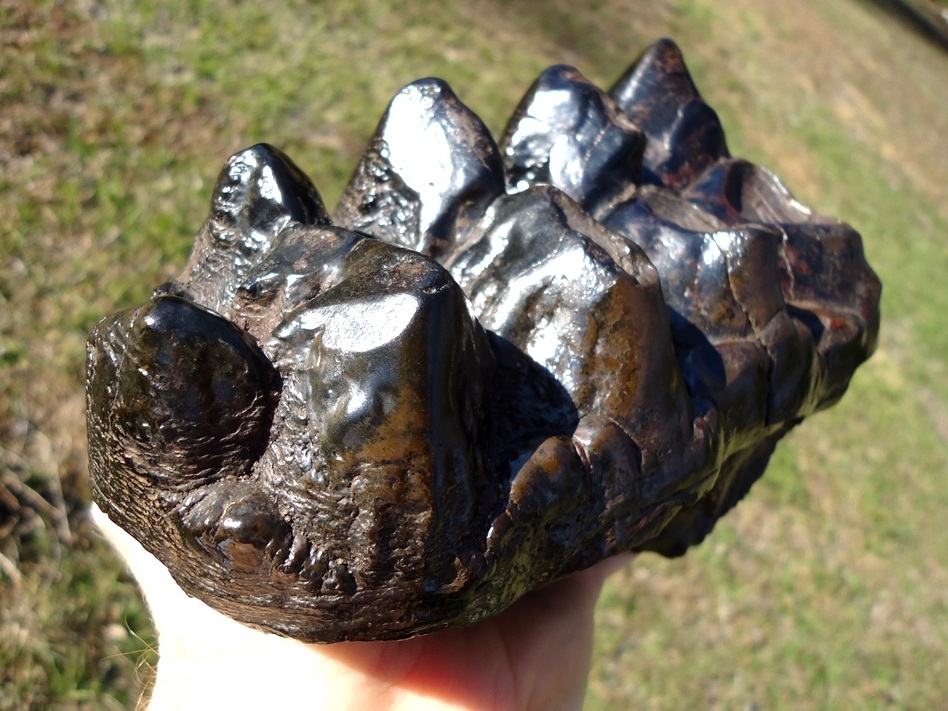 Large image 6 World Class Glossy Black Suwannee River Mastodon Tooth
