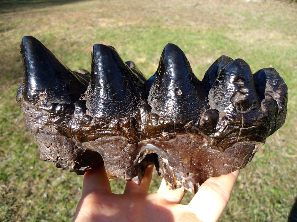 Large image 7 World Class Glossy Black Suwannee River Mastodon Tooth