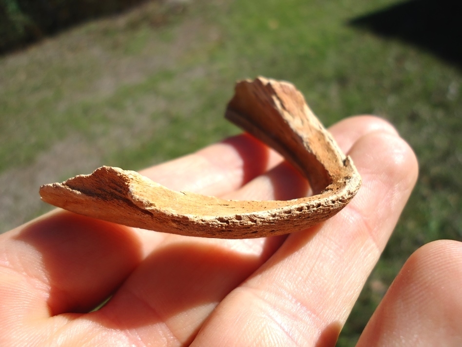 Large image 2 Rare Snapping Turtle Mandible