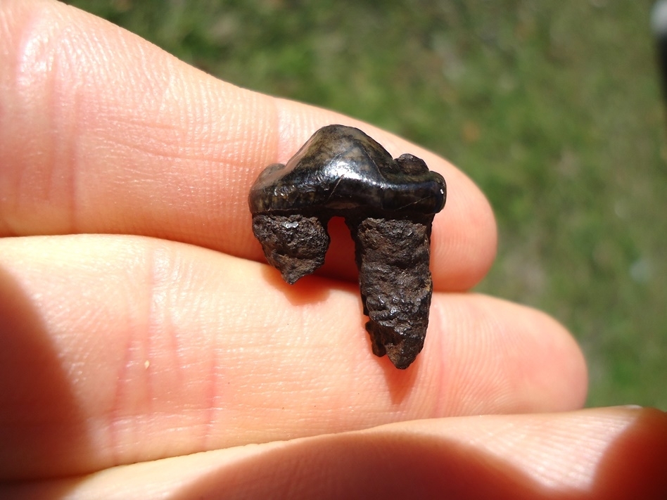 Large image 3 Attractive Jaguar Lower Premolar