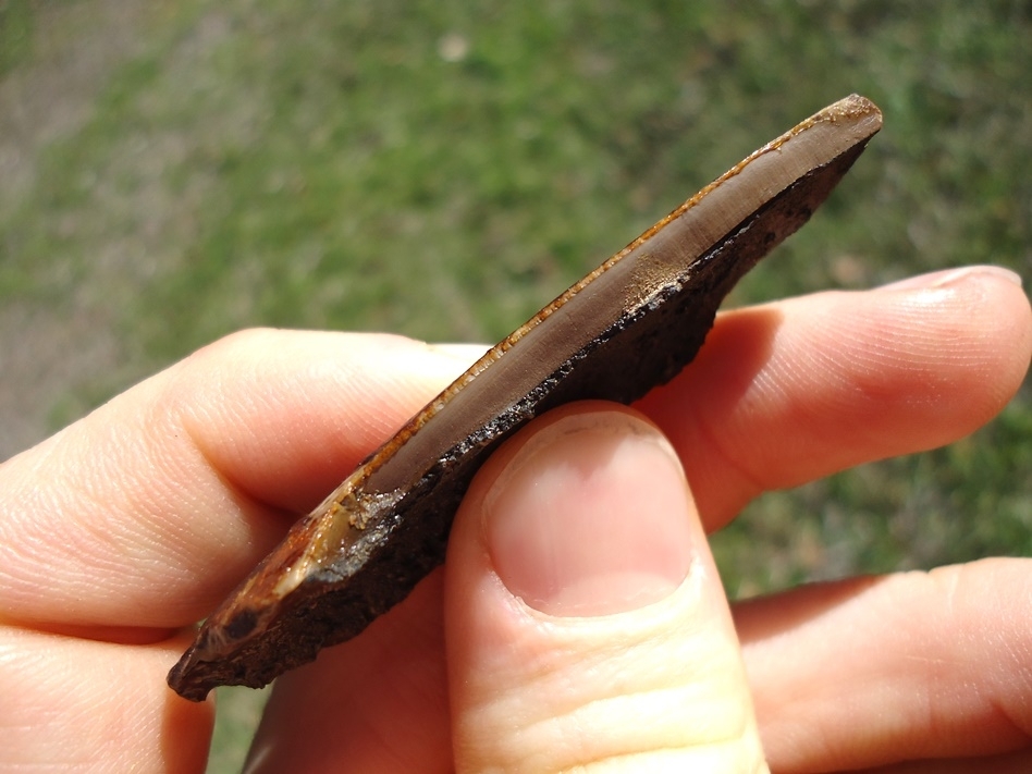 Large image 3 Beyond Rare Saber Cat Canine Section from La Brea