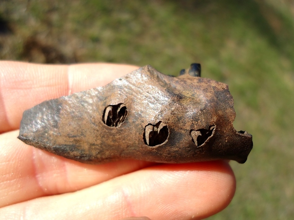 Large image 1 Beaver Jaw with Three Teeth