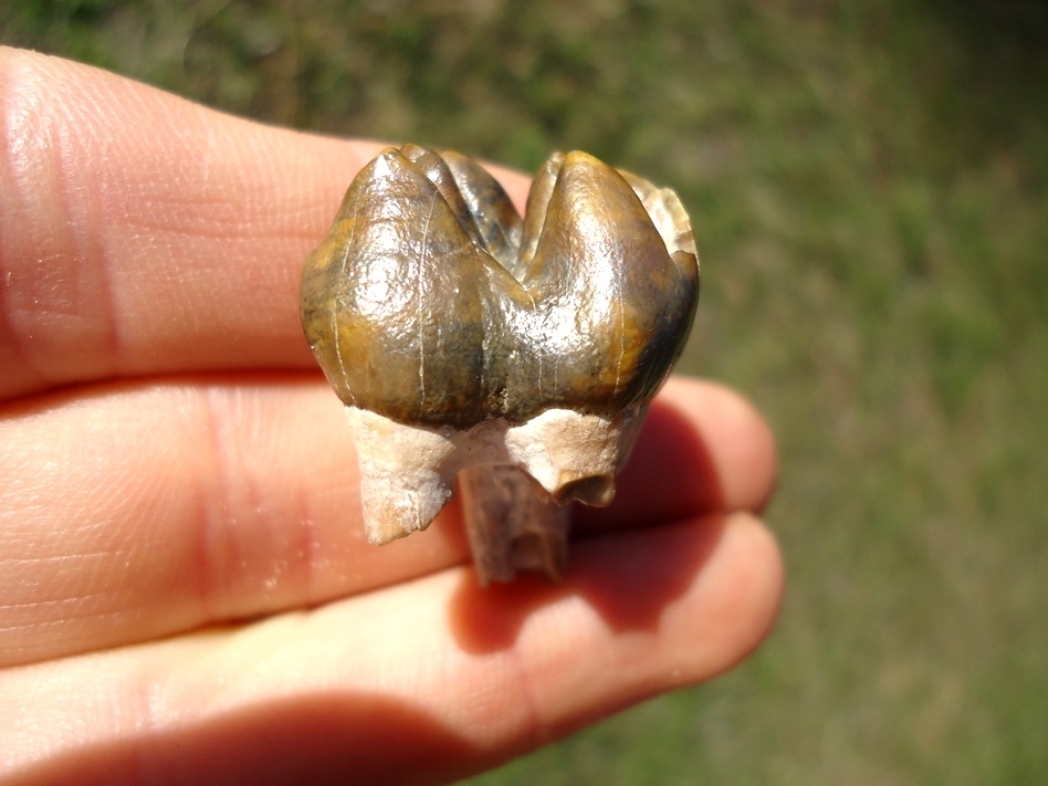 Large image 1 World Class Gainesville Dugong Tooth