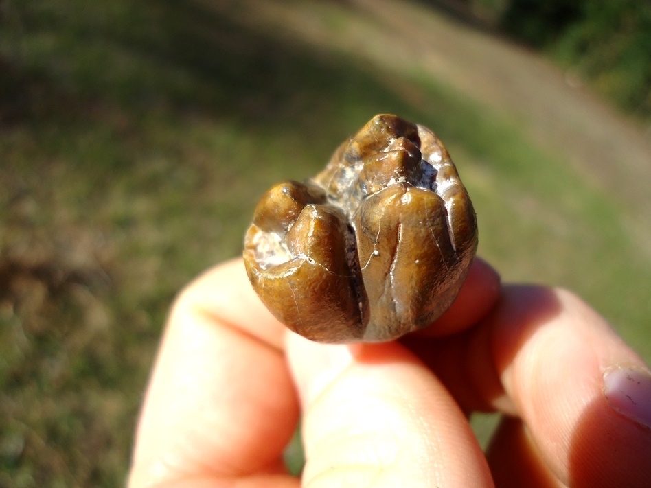 Large image 2 World Class Gainesville Dugong Tooth