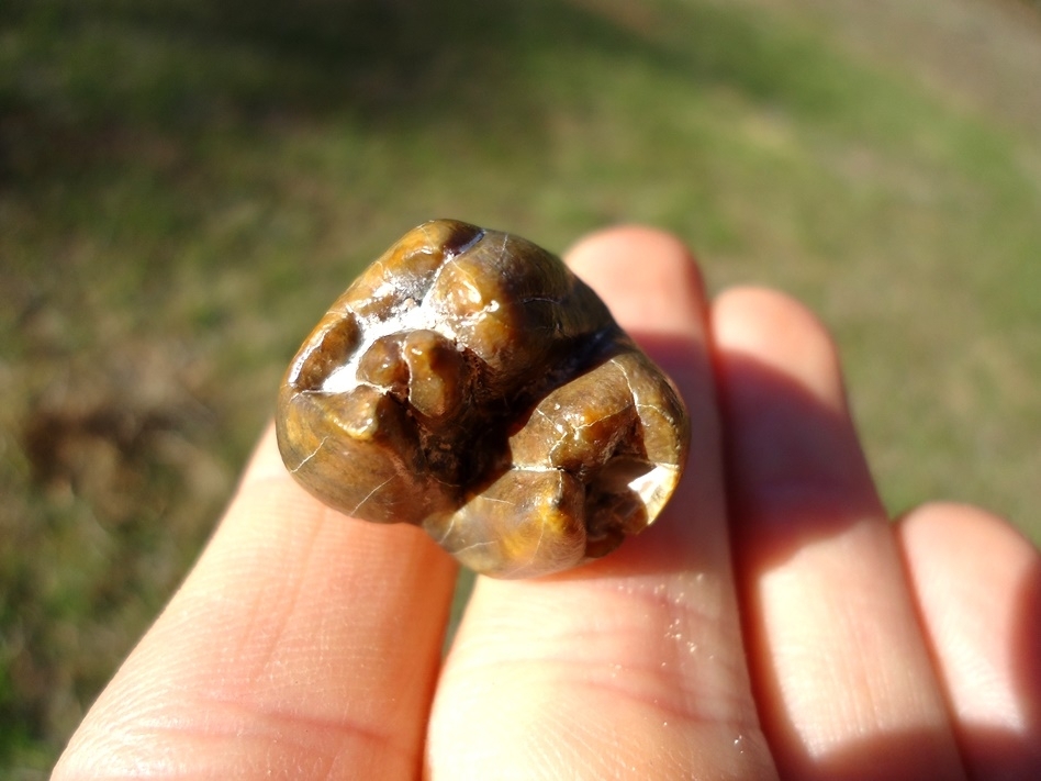 Large image 3 World Class Gainesville Dugong Tooth