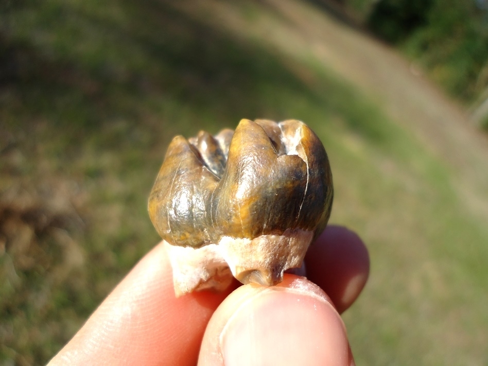 Large image 5 World Class Gainesville Dugong Tooth