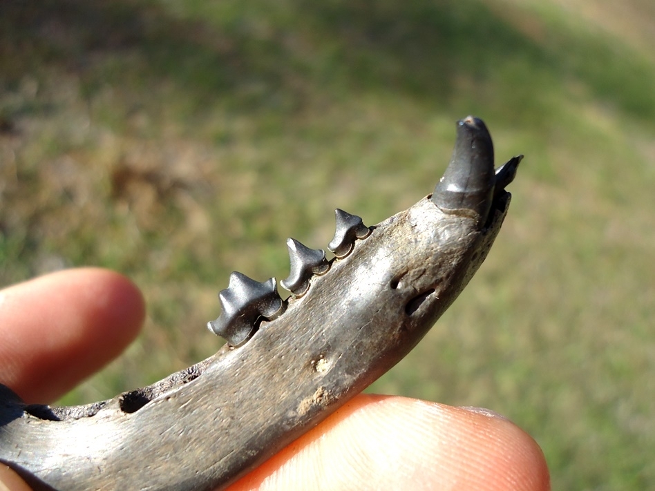 Large image 2 Quality Raccoon Mandible with Five Teeth Intact