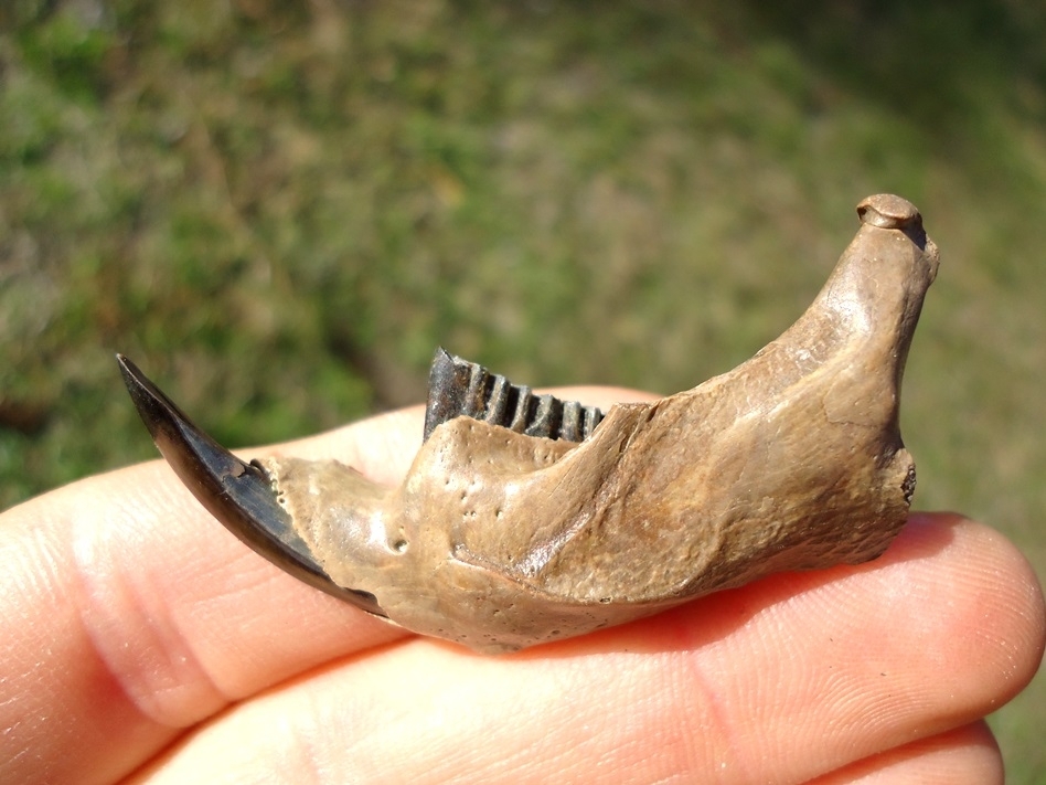 Large image 1 Top Quality Muskrat Mandible