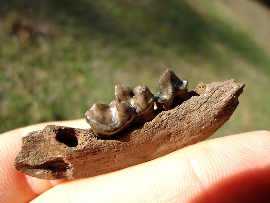 Large image 2 River Otter Jaw with Two Teeth
