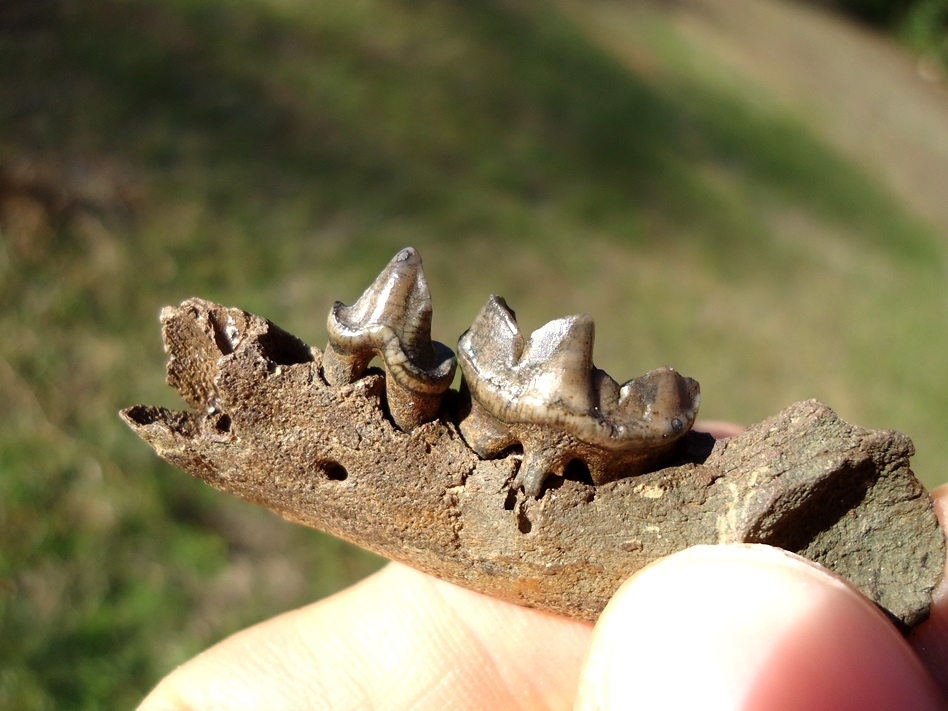 Large image 3 River Otter Jaw with Two Teeth