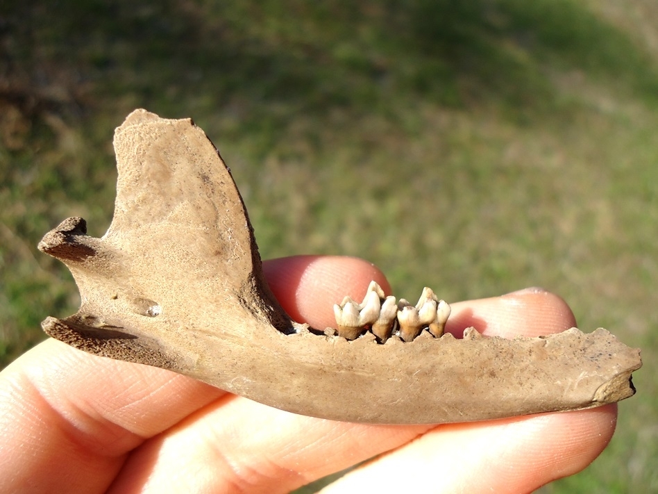 Large image 1 Opossum Mandible with Two Teeth