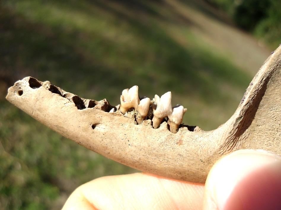 Large image 2 Opossum Mandible with Two Teeth