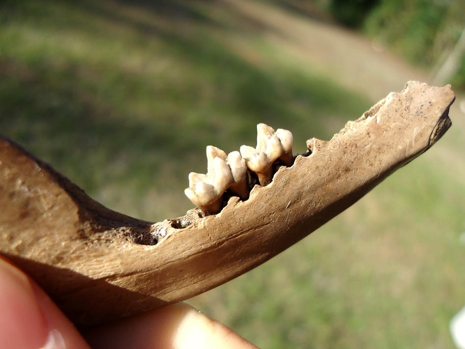 Large image 3 Opossum Mandible with Two Teeth