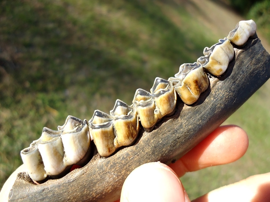 Large image 2 Beautiful Deer Mandible with Five Teeth