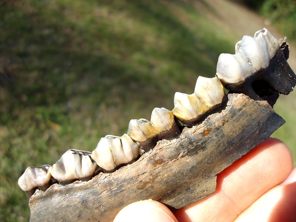 Large image 3 Beautiful Deer Mandible with Five Teeth