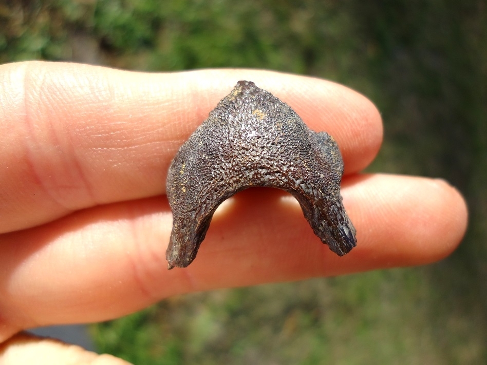 Large image 1 Top Quality Musk Turtle Mandible