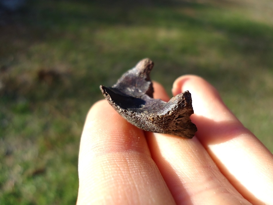 Large image 3 Top Quality Musk Turtle Mandible