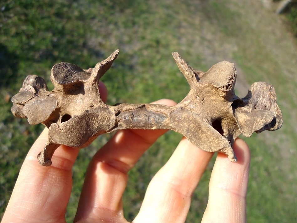 Large image 1 Uncommon Giant Armadillo Cervical Vertebra