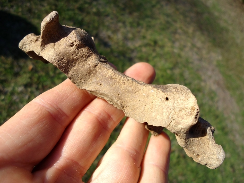 Large image 2 Uncommon Giant Armadillo Cervical Vertebra