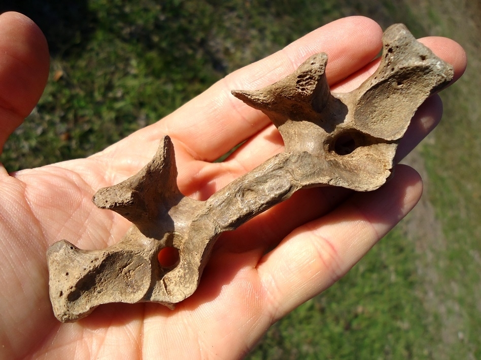 Large image 3 Uncommon Giant Armadillo Cervical Vertebra