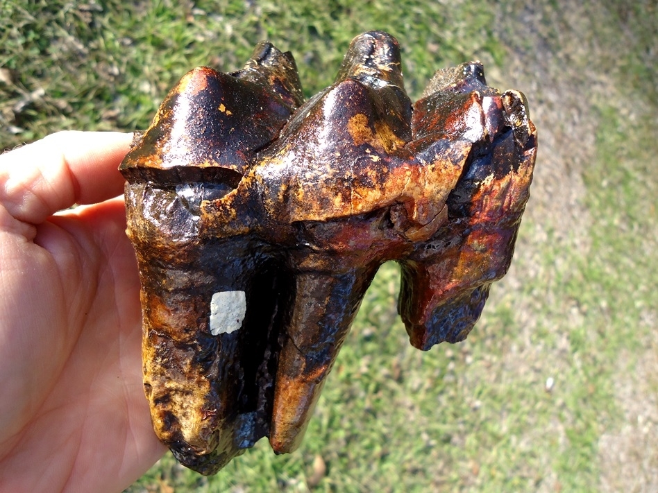 Large image 1 Large Rooted Three Hump Mastodon Tooth