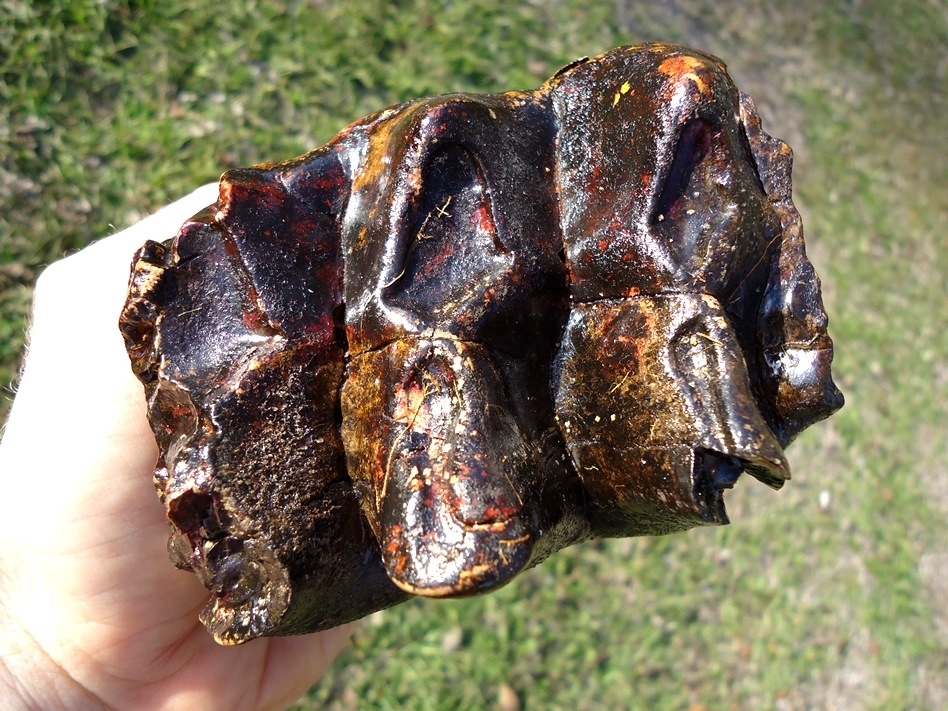 Large image 3 Large Rooted Three Hump Mastodon Tooth