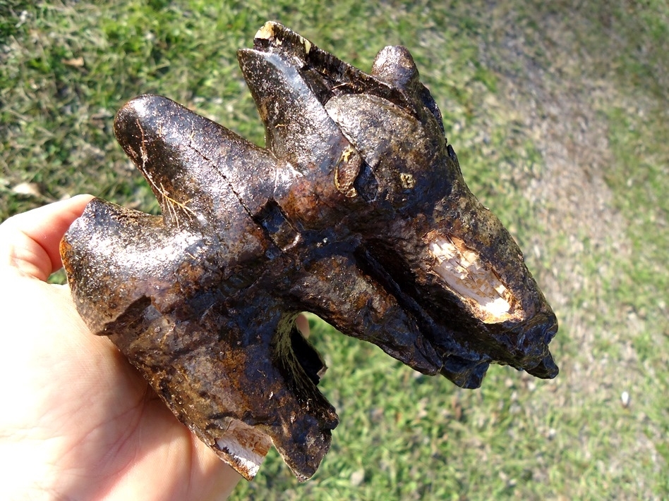 Large image 4 Large Rooted Three Hump Mastodon Tooth